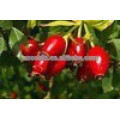 Padrão de GMP Rose Hips Extract, Melhor preço Rose Hips Extrato em pó